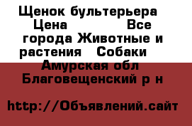 Щенок бультерьера › Цена ­ 35 000 - Все города Животные и растения » Собаки   . Амурская обл.,Благовещенский р-н